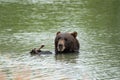 Alaskan grizzly bear sits in the water, eating a stick with his two paws and claws, giving a goofy silly sad look with his lips Royalty Free Stock Photo