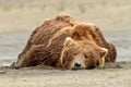 Alaskan Grizzly Bear Sleeping on the Beach Royalty Free Stock Photo