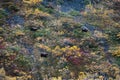 Alaskan grizzly bears Royalty Free Stock Photo