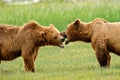 Alaskan Grizzly Bears Fighting Royalty Free Stock Photo