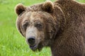 Alaskan grizzly brown bear face