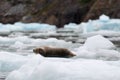 Alaskan harbor seal lounging and relaxing on small iceberg