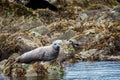 Alaskan Harbor Seal