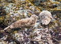 Alaskan Harbor Seals
