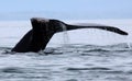 Alaskan Humpback Whale Tail Royalty Free Stock Photo