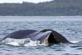 Alaskan Humpback Whale Tail near Juneau Royalty Free Stock Photo
