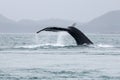 Alaskan humpback whale tale fluking Royalty Free Stock Photo
