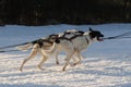 Alaskan huskies dogsled on trail Sedivacek's long Royalty Free Stock Photo