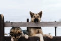 Mongrels in shelter for abandoned animals. Alaskan huskies from kennel of northern sled dogs stand behind fence and look ahead.