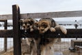 Mongrels in shelter for abandoned animals. Alaskan huskies from kennel of northern sled dogs stand behind fence and look ahead.