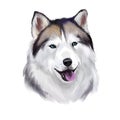 Alaskan husky breed digital art illustration isolated on white background. Cute domestic purebred animal. Malamute purebred