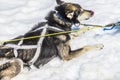 An Alaskan Husky cooling down after a run out on the Denver glacier close to Skagway, Alaska Royalty Free Stock Photo