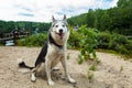 Alaskan husky dog is enjoying the warmth of a summer day 1/3 Royalty Free Stock Photo