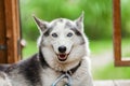 Alaskan husky dog is looking straight at the camera while happy 3/3 Royalty Free Stock Photo