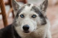 Alaskan husky dog is looking straight at the camera with a serious look Royalty Free Stock Photo