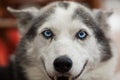 Alaskan husky dog is smiling straight at the camera Royalty Free Stock Photo