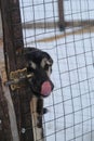 Alaskan husky kennel. Black puppy has head through fence net, licks nose with tongue and wants to go home. The concept