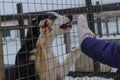 Alaskan husky kennel. The blue-eyed puppy wants to go home. The concept of adopting pets from shelter. Girl in mittens Royalty Free Stock Photo