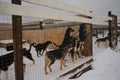 Alaskan husky kennel in winter. Young dogs in cage. Concept of adoption of lost and abandoned animals from shelter. Few