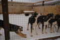 Alaskan husky kennel in winter. Young dogs in cage. Concept of adoption of lost and abandoned animals from shelter. Few