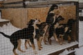 Alaskan husky kennel in winter. Young dogs in cage. Concept of adoption of lost and abandoned animals from shelter. Few