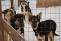 Alaskan husky kennel in winter. Young dogs in cage. Concept of adoption of lost and abandoned animals from shelter. Few