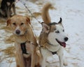 Alaskan husky at Musher Camp in Finnish Lapland Royalty Free Stock Photo