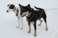 Alaskan husky at Musher Camp in Finnish Lapland Royalty Free Stock Photo