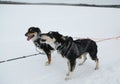 Alaskan husky at Musher Camp in Finnish Lapland Royalty Free Stock Photo