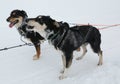 Alaskan husky at Musher Camp in Finnish Lapland Royalty Free Stock Photo