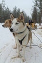 Alaskan husky at Musher Camp in Finnish Lapland capital Rovaniemi Royalty Free Stock Photo