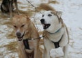 Alaskan husky at Musher Camp in Finnish Lapland Royalty Free Stock Photo