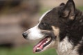 Alaskan husky profile