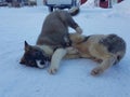 Alaskan husky puppies