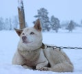 Alaskan Husky Sled dog