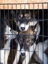 Alaskan husky sled dogs waiting for a sled pulling. Dog sport in winter. Dogs before the long distance sled dog race. Royalty Free Stock Photo