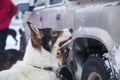 Alaskan husky sled dogs waiting for a sled pulling. Dog sport in winter. Dogs before the long distance sled dog race. Royalty Free Stock Photo