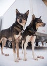 Alaskan husky sled dogs waiting for a sled pulling. Dog sport in winter. Dogs before the long distance sled dog race. Royalty Free Stock Photo