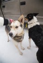 Alaskan husky sled dogs waiting for a sled pulling. Dog sport in winter. Dogs before the long distance sled dog race. Royalty Free Stock Photo