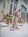 Alaskan husky sled dogs waiting for a sled pulling. Dog sport in winter. Dogs before the long distance sled dog race. Royalty Free Stock Photo