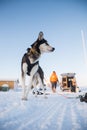 Alaskan husky sled dogs waiting for a sled pulling. Dog sport in winter. Dogs before the long distance sled dog race. Royalty Free Stock Photo