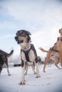 Alaskan husky sled dogs waiting for a sled pulling. Dog sport in winter. Dogs before the long distance sled dog race. Royalty Free Stock Photo