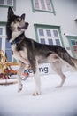 Alaskan husky sled dogs waiting for a sled pulling. Dog sport in winter. Dogs before the long distance sled dog race. Royalty Free Stock Photo