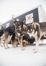 Alaskan husky sled dogs waiting for a sled pulling. Dog sport in winter. Dogs before the long distance sled dog race. Royalty Free Stock Photo