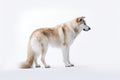 an alaskan husky standing in front of a white background