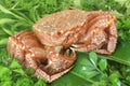 Alaskan king crab Royalty Free Stock Photo