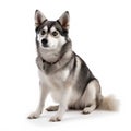 Alaskan Klee Kai breed dog isolated on a clean white background