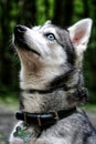 Alaskan Klee Kai dog in the forest