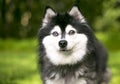 An Alaskan Klee Kai dog with heterochromia