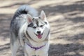 Alaskan Klee Kai Royalty Free Stock Photo